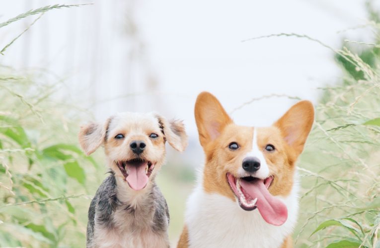 Preventing Home Dog Fights in Knoxville