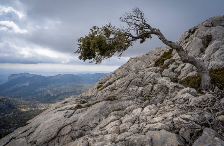 Knoxville: The Importance of Resilience in Overcoming Trauma